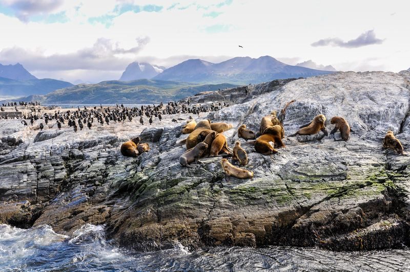 Sea lions and a colony of cormorants on a rocky islet with snowy Patagonian peaks behind